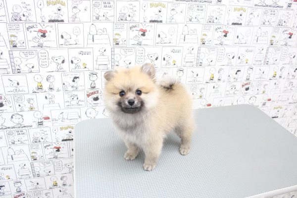 岐阜県のポメラニアン (ペットショッププチマリア 岐阜大垣垂井店/2026年6月21日生まれ/女の子/オレンジ)の子犬の3枚目の画像