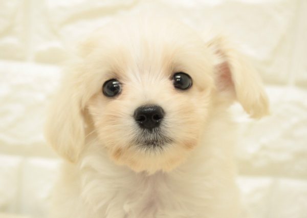 ミックス（ハーフ犬）