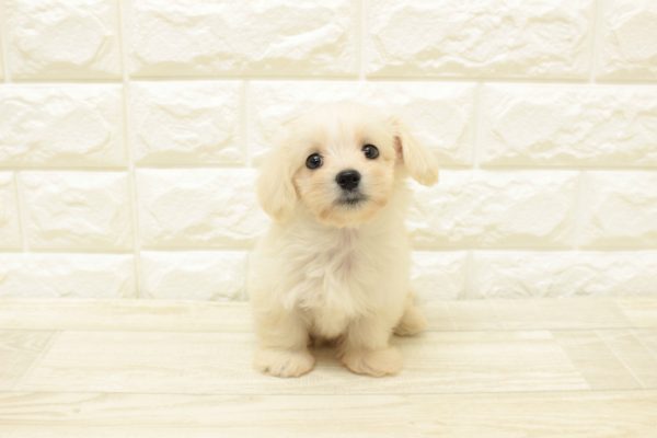 神奈川県のマルックス(マルチーズ×ダックス) (ペットショッププチマリア 横浜港北センター南店/2026年7月18日生まれ/男の子/クリーム)の子犬の2枚目の画像