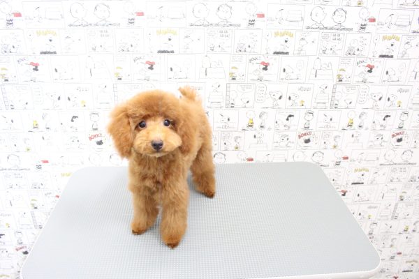 岐阜県のトイプードル(トイ) (ペットショッププチマリア 岐阜大垣垂井店/2026年5月10日生まれ/男の子/レッドフォーン)の子犬の4枚目の画像