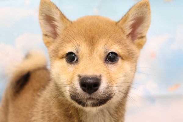 愛知県の柴犬(標準サイズ) (ペットショッププチマリア 一宮イオンモール木曽川キリオ店/2026年6月14日生まれ/女の子/赤)の子犬の1枚目の画像