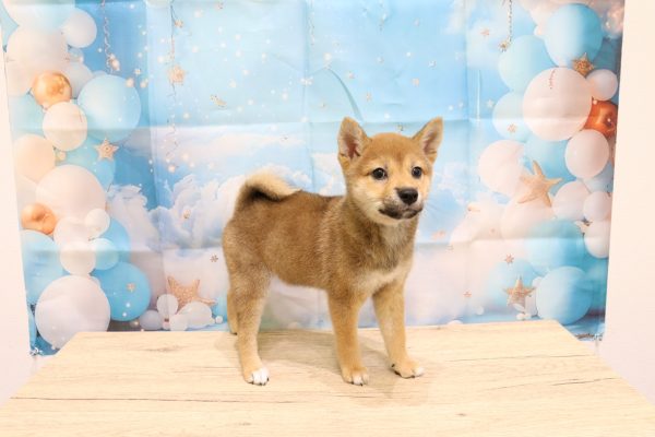 愛知県の柴犬(標準サイズ) (ペットショッププチマリア 一宮イオンモール木曽川キリオ店/2026年6月14日生まれ/女の子/赤)の子犬の3枚目の画像