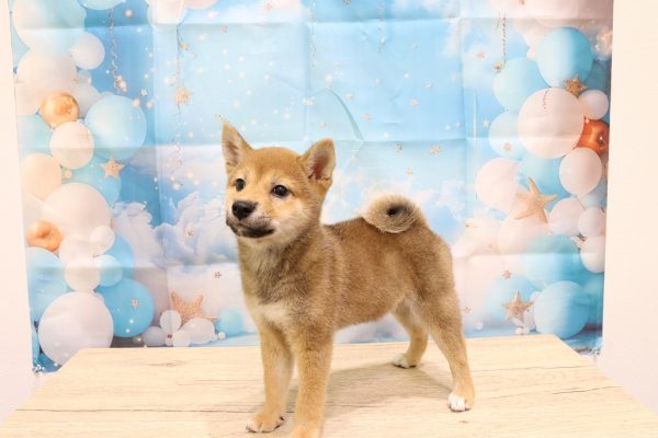 愛知県の柴犬(標準サイズ) (ペットショッププチマリア 一宮イオンモール木曽川キリオ店/2026年6月14日生まれ/女の子/赤)の子犬の4枚目の画像