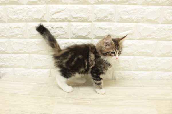 神奈川県のメインクーン (ペットショッププチマリア 横浜港北センター南店/2026年7月18日生まれ/女の子/ブラックタビーホワイト)の子猫の4枚目の画像