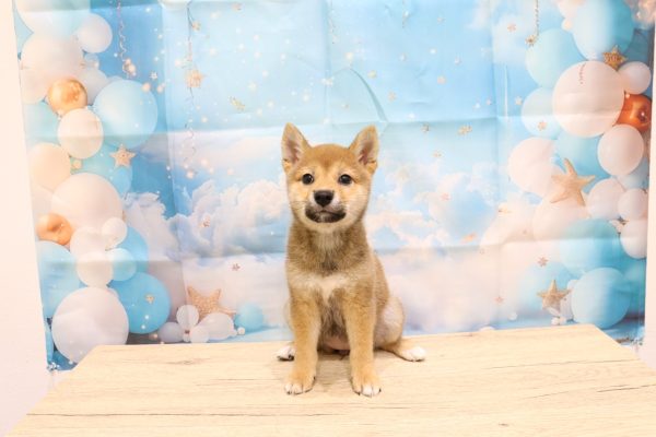 愛知県の柴犬(標準サイズ) (ペットショッププチマリア 一宮イオンモール木曽川キリオ店/2026年6月14日生まれ/女の子/赤)の子犬の2枚目の画像