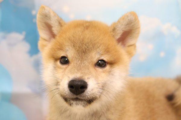 愛知県の豆柴 (ペットショッププチマリア 一宮イオンモール木曽川キリオ店/2026年6月13日生まれ/男の子/赤)の子犬の1枚目の画像