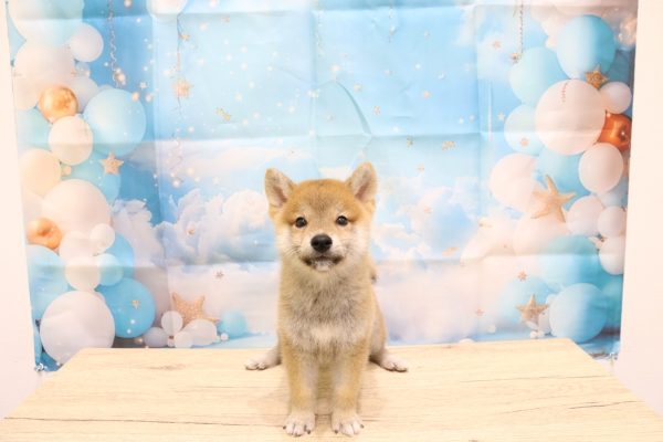 愛知県の豆柴 (ペットショッププチマリア 一宮イオンモール木曽川キリオ店/2026年6月13日生まれ/男の子/赤)の子犬の2枚目の画像