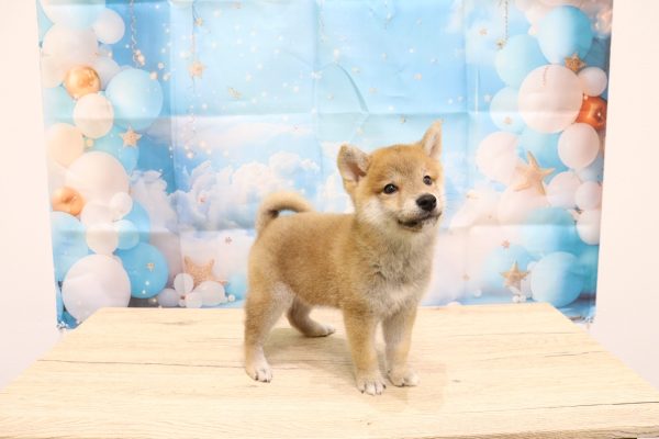 愛知県の豆柴 (ペットショッププチマリア 一宮イオンモール木曽川キリオ店/2026年6月13日生まれ/男の子/赤)の子犬の4枚目の画像