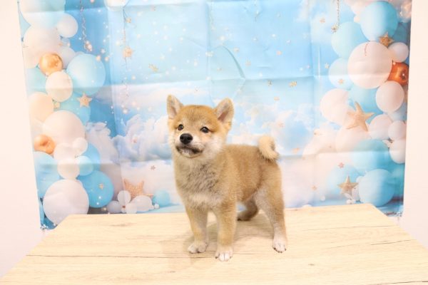 愛知県の豆柴 (ペットショッププチマリア 一宮イオンモール木曽川キリオ店/2026年6月13日生まれ/男の子/赤)の子犬の3枚目の画像