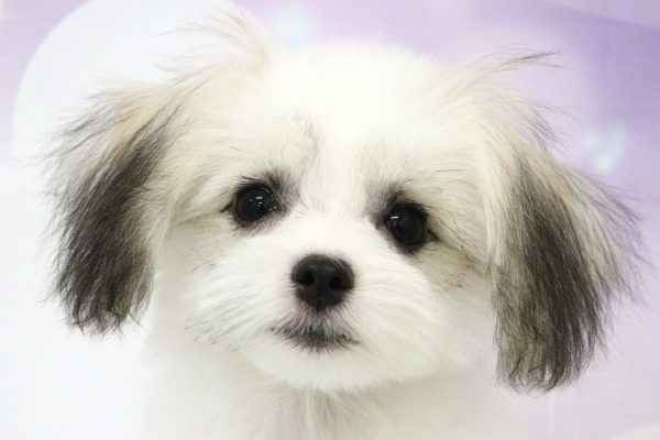ミックス（ハーフ犬）