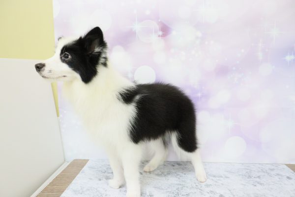 愛知県のボーダーコリー (ペットショッププチマリア イオン小牧店/2026年5月1日生まれ/男の子/ブラックホワイト)の子犬の4枚目の画像