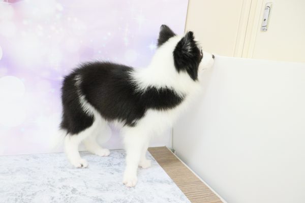 愛知県のボーダーコリー (ペットショッププチマリア イオン小牧店/2026年5月1日生まれ/男の子/ブラックホワイト)の子犬の3枚目の画像