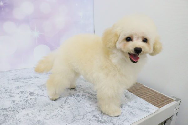 愛知県のトイプードル(トイ) (ペットショッププチマリア イオン小牧店/2026年5月15日生まれ/男の子/クリーム)の子犬の4枚目の画像