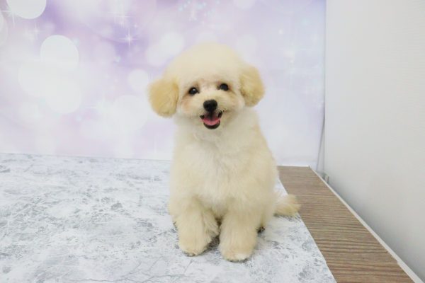 愛知県のトイプードル(トイ) (ペットショッププチマリア イオン小牧店/2026年5月15日生まれ/男の子/クリーム)の子犬の2枚目の画像