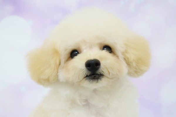 愛知県のトイプードル(トイ) (ペットショッププチマリア イオン小牧店/2026年5月15日生まれ/男の子/クリーム)の子犬の1枚目の画像