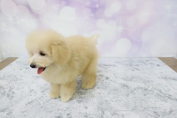 愛知県のトイプードル(トイ) (ペットショッププチマリア イオン小牧店/2026年6月29日生まれ/女の子/ペールフォーン)の子犬の4枚目の画像