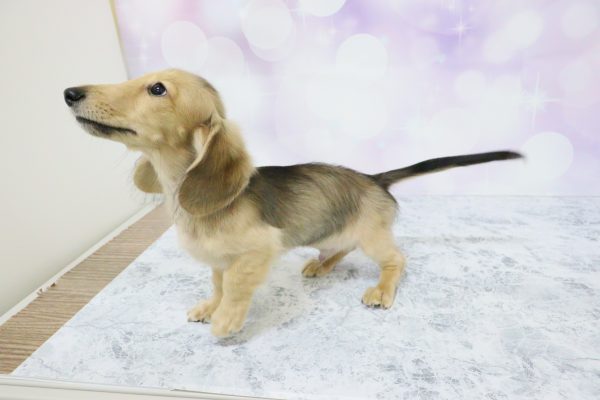 愛知県のミニチュアダックスフンド(ロング) (ペットショッププチマリア イオン小牧店/2026年5月25日生まれ/男の子/シェーデットレッド)の子犬の3枚目の画像