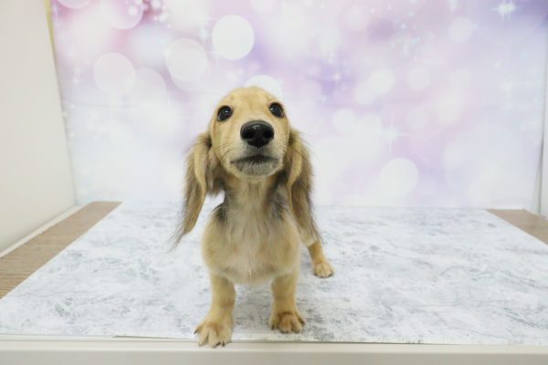 愛知県のミニチュアダックスフンド(ロング) (ペットショッププチマリア イオン小牧店/2026年5月25日生まれ/男の子/シェーデットレッド)の子犬の2枚目の画像