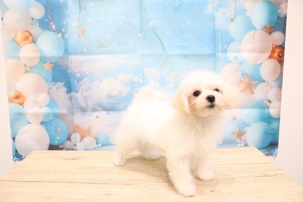 愛知県のマルプー(マルチーズ×プードル) (ペットショッププチマリア 一宮イオンモール木曽川キリオ店/2026年5月11日生まれ/男の子/クリーム)の子犬の3枚目の画像