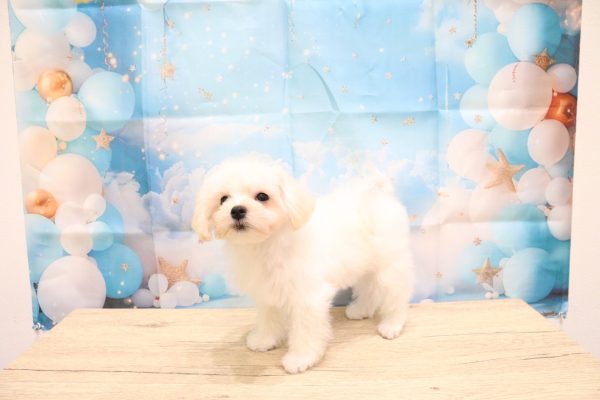 愛知県のマルプー(マルチーズ×プードル) (ペットショッププチマリア 一宮イオンモール木曽川キリオ店/2026年5月11日生まれ/男の子/クリーム)の子犬の4枚目の画像