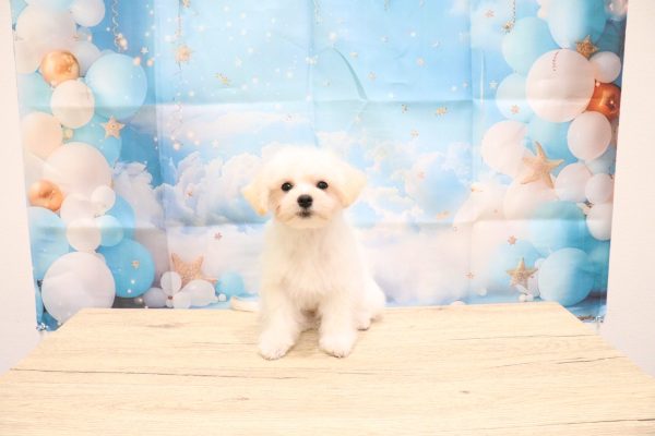 愛知県のマルプー(マルチーズ×プードル) (ペットショッププチマリア 一宮イオンモール木曽川キリオ店/2026年5月11日生まれ/男の子/クリーム)の子犬の2枚目の画像