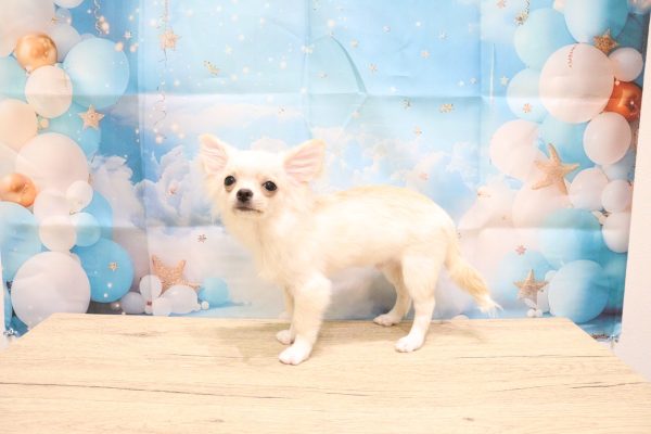 愛知県のチワワ(ロング) (ペットショッププチマリア 一宮イオンモール木曽川キリオ店/2026年5月4日生まれ/男の子/クリームホワイト)の子犬の3枚目の画像