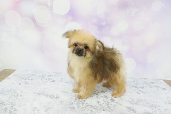 愛知県のミックス（ハーフ犬） (ペットショッププチマリア イオン小牧店/2026年5月20日生まれ/男の子/ブラウン)の子犬の4枚目の画像