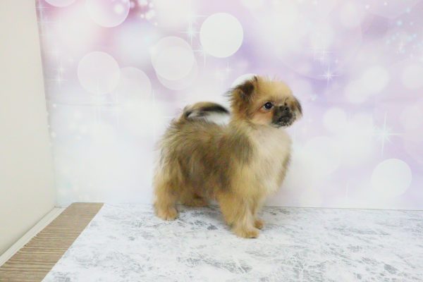 愛知県のミックス（ハーフ犬） (ペットショッププチマリア イオン小牧店/2026年5月20日生まれ/男の子/ブラウン)の子犬の3枚目の画像