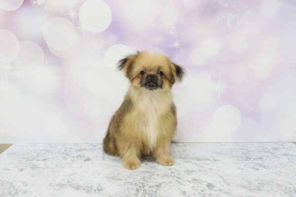 愛知県のミックス（ハーフ犬） (ペットショッププチマリア イオン小牧店/2026年5月20日生まれ/男の子/ブラウン)の子犬の2枚目の画像