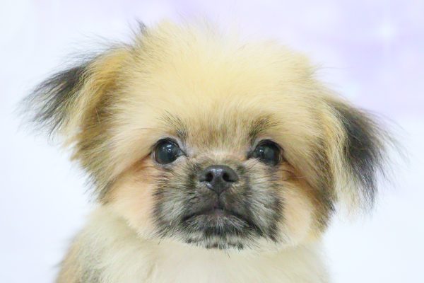 ミックス（ハーフ犬）