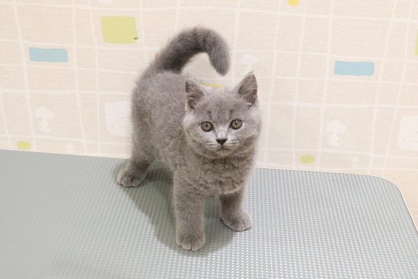 岐阜県のブリティッシュショートヘアー (ペットショッププチマリア 岐阜羽島店/2026年7月15日生まれ/男の子/ブルー)の子猫の2枚目の画像