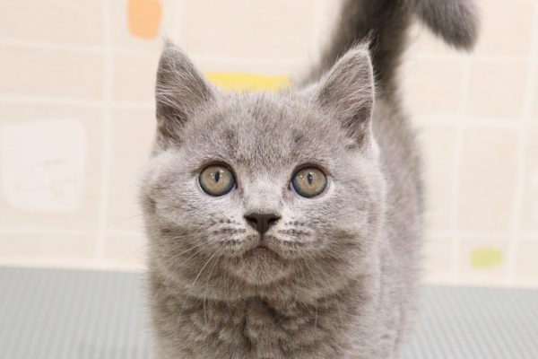 岐阜県のブリティッシュショートヘアー (ペットショッププチマリア 岐阜羽島店/2026年7月15日生まれ/男の子/ブルー)の子猫の1枚目の画像