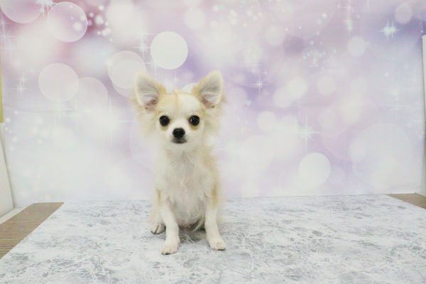 愛知県のチワワ(ロング) (ペットショッププチマリア イオン小牧店/2026年4月21日生まれ/男の子/フォーンホワイト)の子犬の2枚目の画像