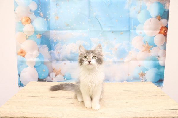 愛知県のサイベリアン (ペットショッププチマリア 一宮イオンモール木曽川キリオ店/2026年6月27日生まれ/男の子/ブルータビーホワイト)の子猫の2枚目の画像