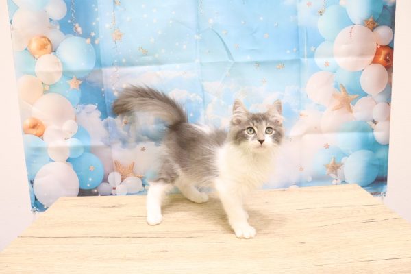 愛知県のサイベリアン (ペットショッププチマリア 一宮イオンモール木曽川キリオ店/2026年6月27日生まれ/男の子/ブルータビーホワイト)の子猫の3枚目の画像