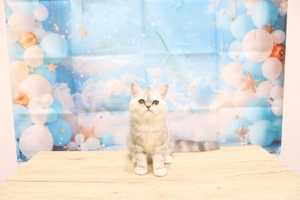 愛知県のエキゾチック (ペットショッププチマリア 一宮イオンモール木曽川キリオ店/2026年5月23日生まれ/女の子/シルバーパッチドタビー)の子猫の2枚目の画像