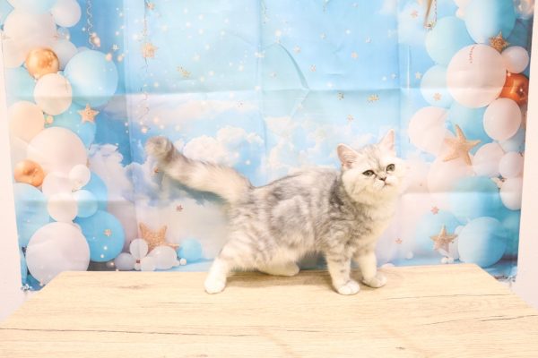 愛知県のエキゾチック (ペットショッププチマリア 一宮イオンモール木曽川キリオ店/2026年5月23日生まれ/女の子/シルバーパッチドタビー)の子猫の3枚目の画像