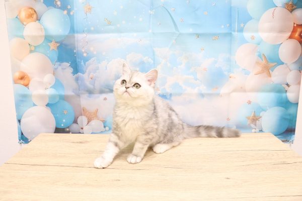 愛知県のエキゾチック (ペットショッププチマリア 一宮イオンモール木曽川キリオ店/2026年5月23日生まれ/女の子/シルバーパッチドタビー)の子猫の4枚目の画像