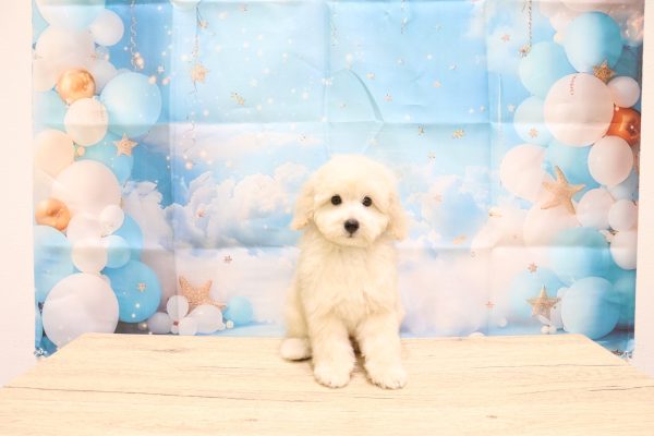 愛知県のトイプードル(トイ) (ペットショッププチマリア 一宮イオンモール木曽川キリオ店/2026年6月20日生まれ/男の子/ホワイト)の子犬の2枚目の画像