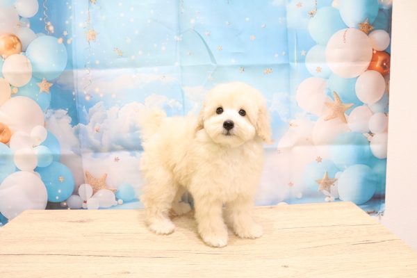 愛知県のトイプードル(トイ) (ペットショッププチマリア 一宮イオンモール木曽川キリオ店/2026年6月20日生まれ/男の子/ホワイト)の子犬の3枚目の画像