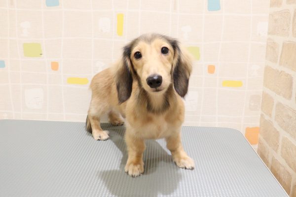 岐阜県のカニンヘンダックスフンド(ロング) (ペットショッププチマリア 岐阜羽島店/2026年3月27日生まれ/男の子/シェーデットイエロー)の子犬の2枚目の画像