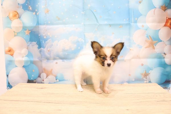 愛知県のパピヨン (ペットショッププチマリア 一宮イオンモール木曽川キリオ店/2026年7月18日生まれ/男の子/ホワイトブラウン)の子犬の3枚目の画像