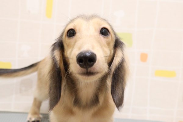 岐阜県のカニンヘンダックスフンド(ロング) (ペットショッププチマリア 岐阜羽島店/2026年3月27日生まれ/男の子/シェーデットイエロー)の子犬の1枚目の画像