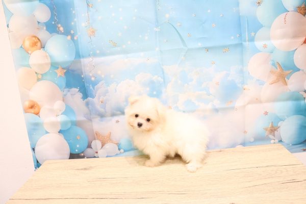 愛知県のポメマル/マルポメ(ポメラニアン×マルチーズ) (ペットショッププチマリア 一宮イオンモール木曽川キリオ店/2026年7月29日生まれ/男の子/クリーム)の子犬の3枚目の画像