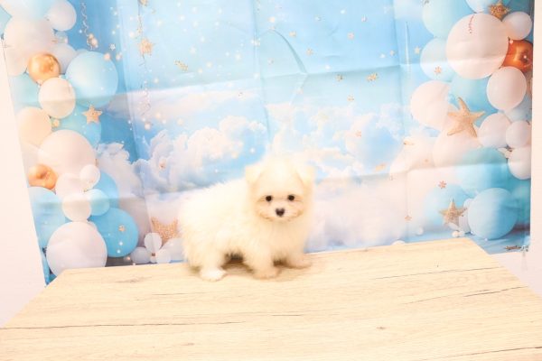 愛知県のポメマル/マルポメ(ポメラニアン×マルチーズ) (ペットショッププチマリア 一宮イオンモール木曽川キリオ店/2026年7月29日生まれ/男の子/クリーム)の子犬の4枚目の画像