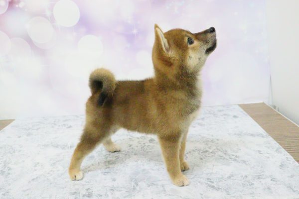愛知県の柴犬(標準サイズ) (ペットショッププチマリア イオン小牧店/2026年7月5日生まれ/女の子/赤)の子犬の3枚目の画像