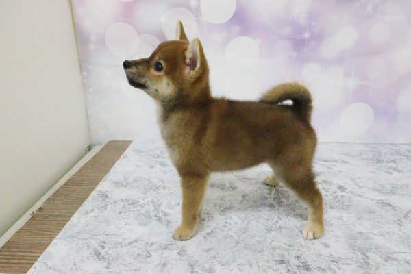愛知県の柴犬(標準サイズ) (ペットショッププチマリア イオン小牧店/2026年7月5日生まれ/女の子/赤)の子犬の4枚目の画像