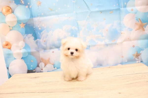 愛知県のポメマル/マルポメ(ポメラニアン×マルチーズ) (ペットショッププチマリア 一宮イオンモール木曽川キリオ店/2026年7月29日生まれ/男の子/クリーム)の子犬の2枚目の画像
