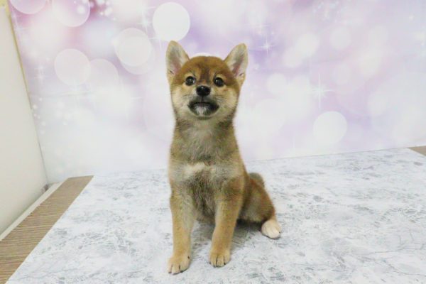 愛知県の柴犬(標準サイズ) (ペットショッププチマリア イオン小牧店/2026年7月5日生まれ/女の子/赤)の子犬の2枚目の画像
