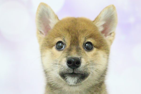 愛知県の柴犬(標準サイズ) (ペットショッププチマリア イオン小牧店/2026年7月5日生まれ/女の子/赤)の子犬の1枚目の画像